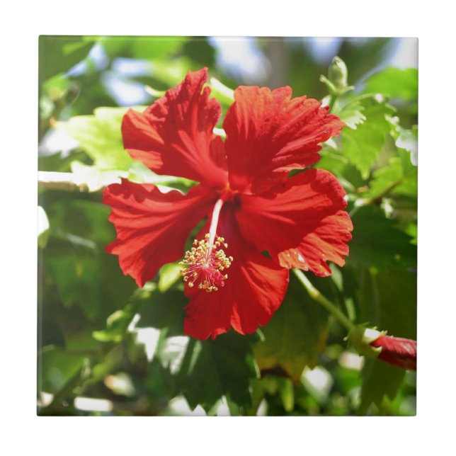 Brilliant Red Hibiscus Ceramic Tile (Front)