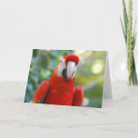 Brilliant Red Parrot Greeting Card