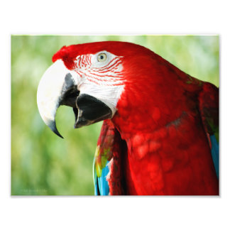 Brilliant Red Photo Print