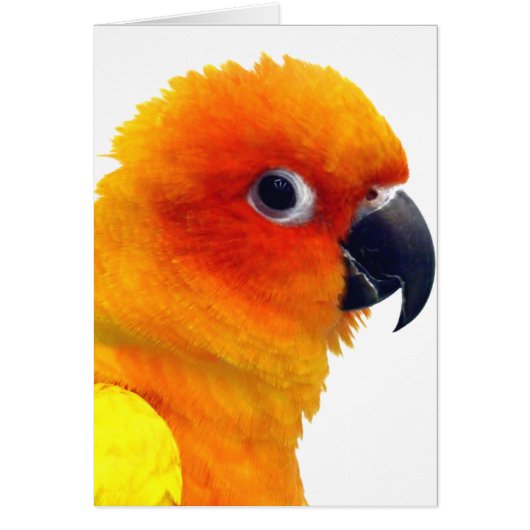 Brilliant Sun Conure Cards (Front)