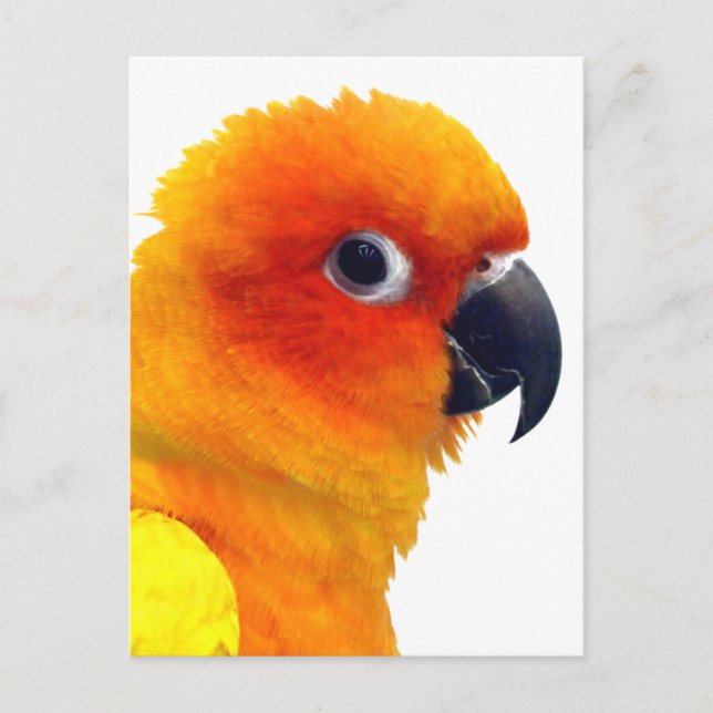 Brilliant Sun Conure Postcard (Front)