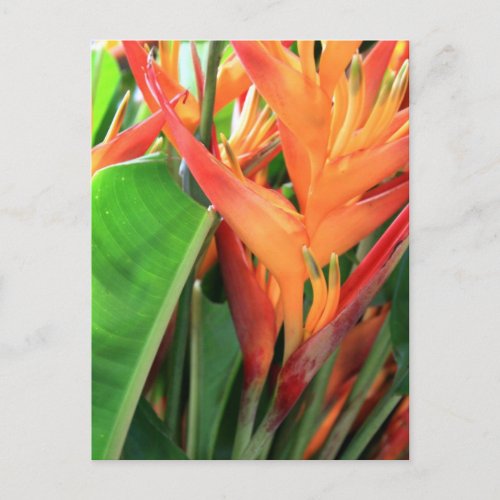 Brilliant Tropical Heliconia Florals Postcard
