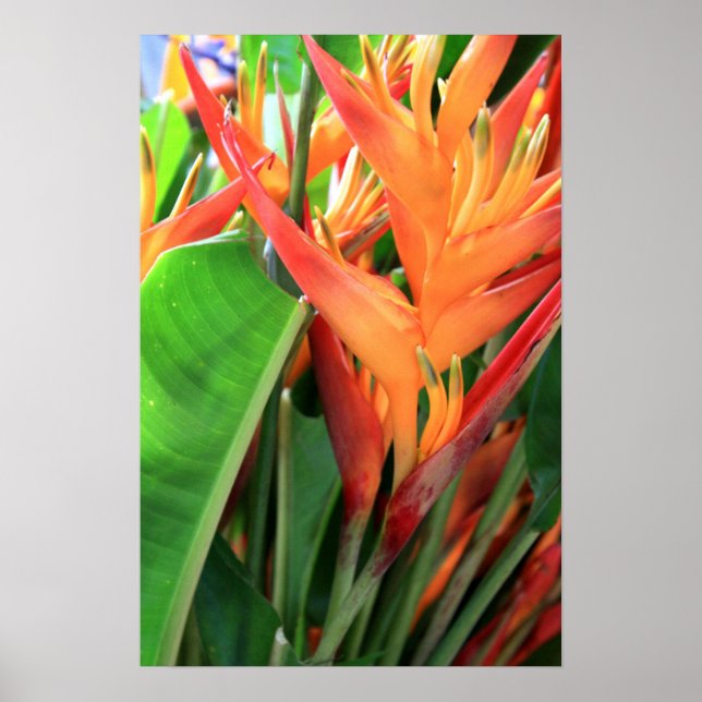 Brilliant Tropical Heliconia Florals Poster (Front)