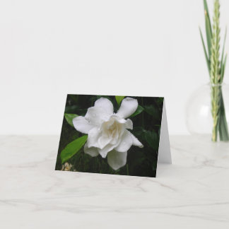 Brilliant White Summer Garden Blooms Note Card