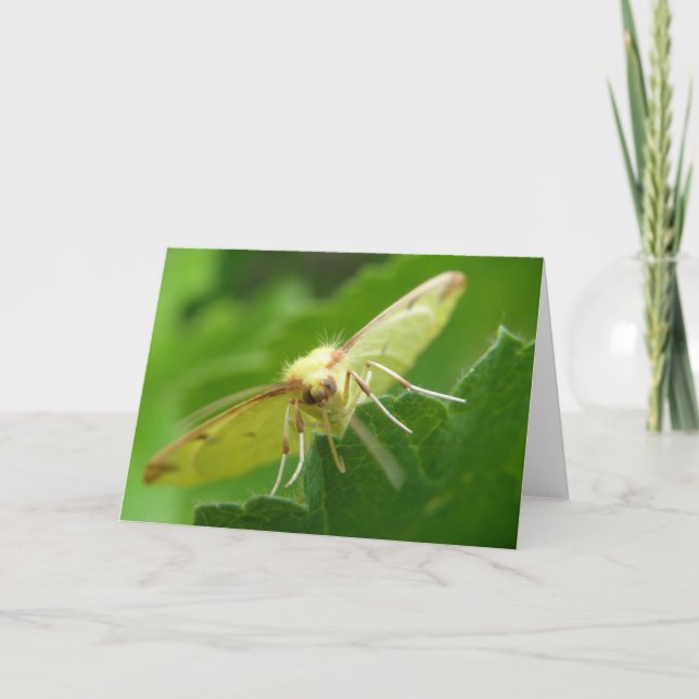 Brimstone Moth Greeting Card (Front)