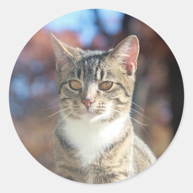 Brin Classic Round Sticker (Front)