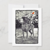 Brindel Dane Helia (Front)