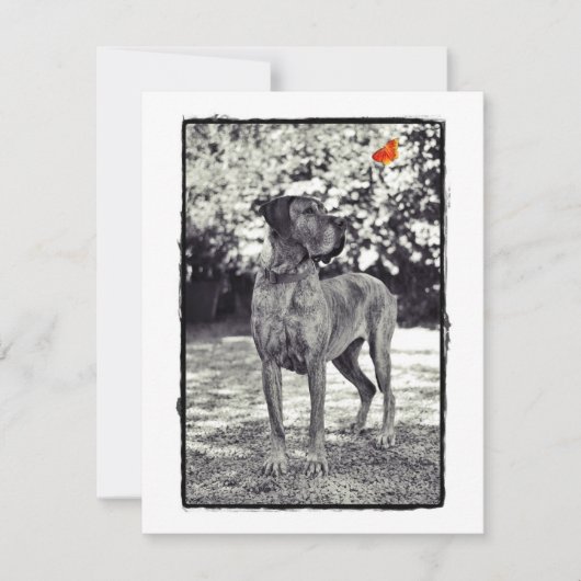 Brindel Dane Helia (Front)