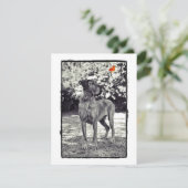 Brindel Dane Helia (Standing Front)