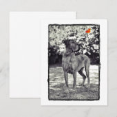 Brindel Dane Helia (Front/Back)