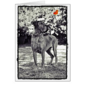 Brindel Dane Helia (Front)