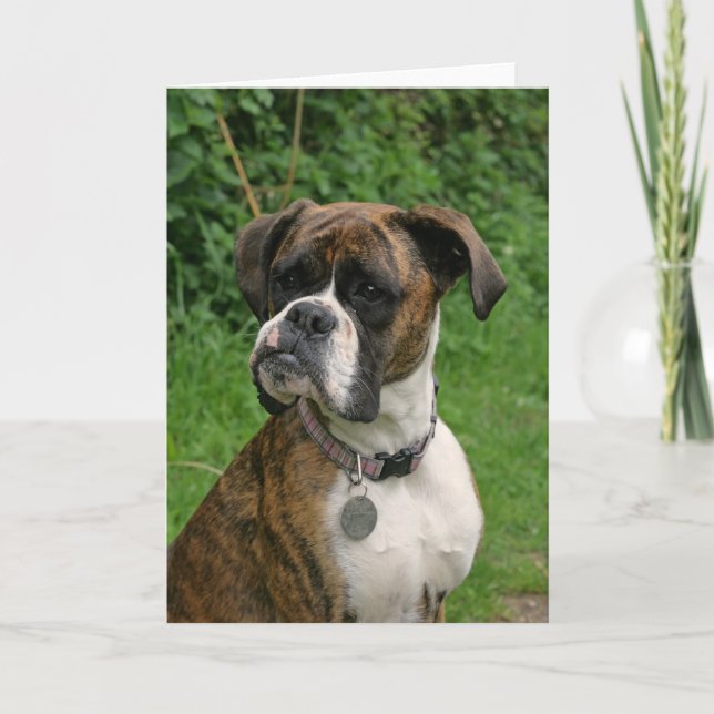 Brindle and White Boxer Dog Greeting Card (Front)