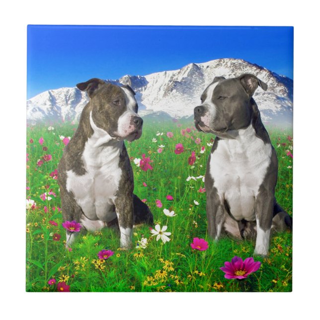 Brindle & Blue Staffordshire & Pit Bull Dogs Ceramic Tile (Front)