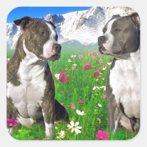 Brindle  Blue Staffordshire  Pit Bull Dogs Square Sticker