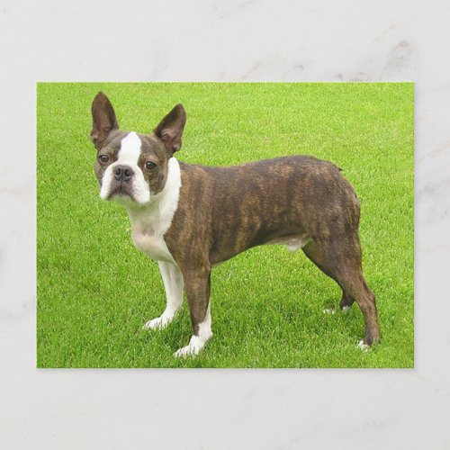 Brindle Boston Terrier Puppy Dog Thinking of You Postcard