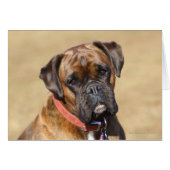 Brindle Boxer Dog (Front Horizontal)
