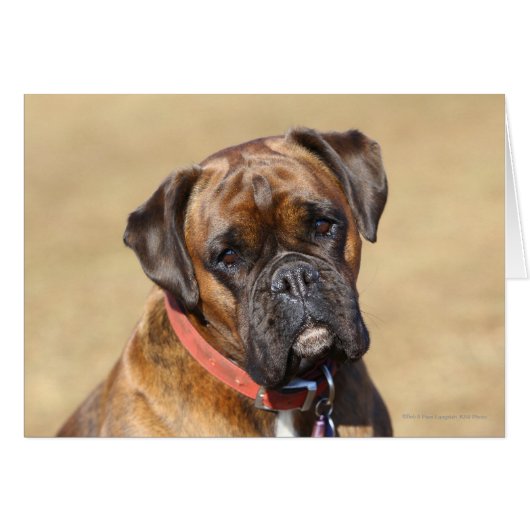 Brindle Boxer Dog (Front Horizontal)