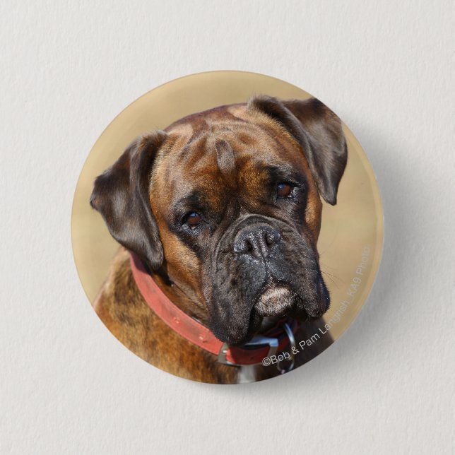 Brindle Boxer Dog Button (Front)