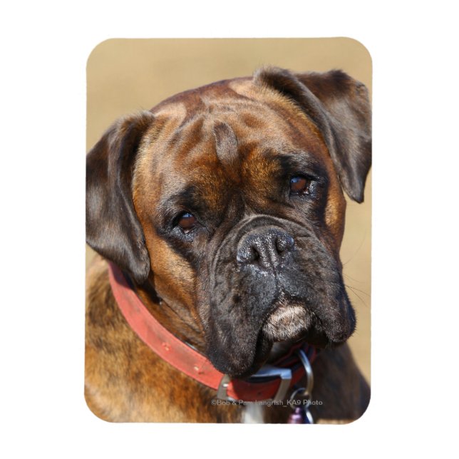 Brindle Boxer Dog Magnet (Vertical)