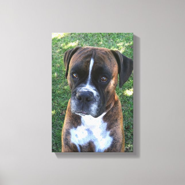 Brindle Boxer Dog Photo Wall Canvas Print (Front)