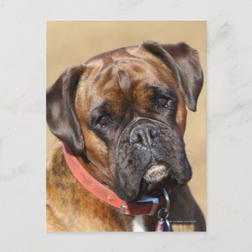 Brindle Boxer Dog Postcard