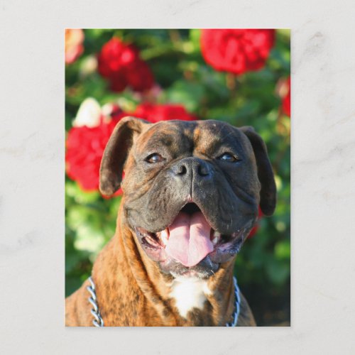 Brindle boxer dog Postcard