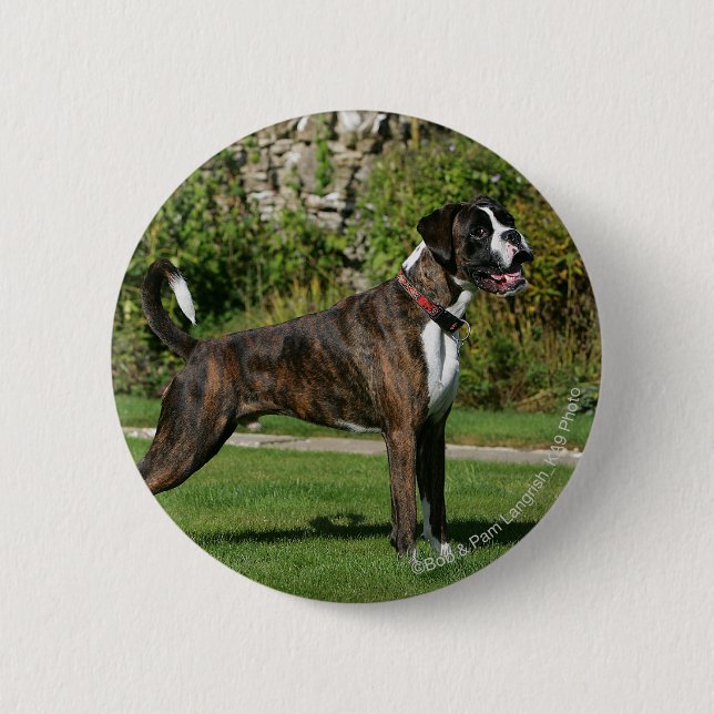Brindle Boxer Dog Show Stance Button (Front)