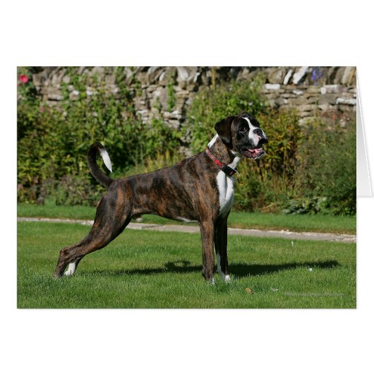 Brindle Boxer Dog Show Stance Cards (Front Horizontal)