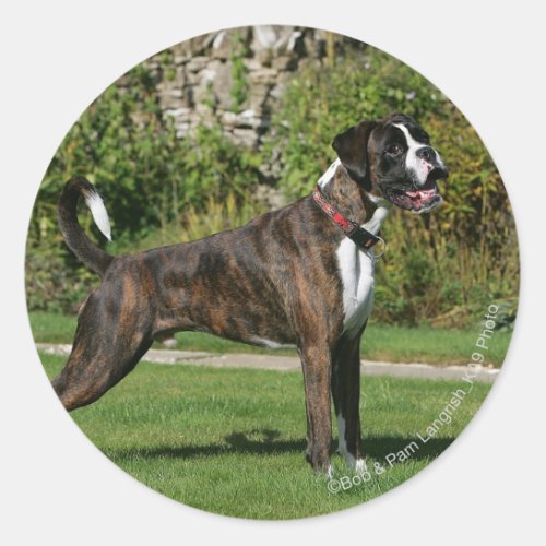 Brindle Boxer Dog Show Stance Classic Round Sticker