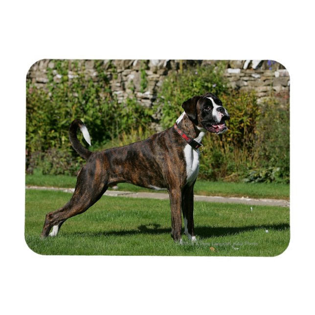 Brindle Boxer Dog Show Stance Magnet (Horizontal)