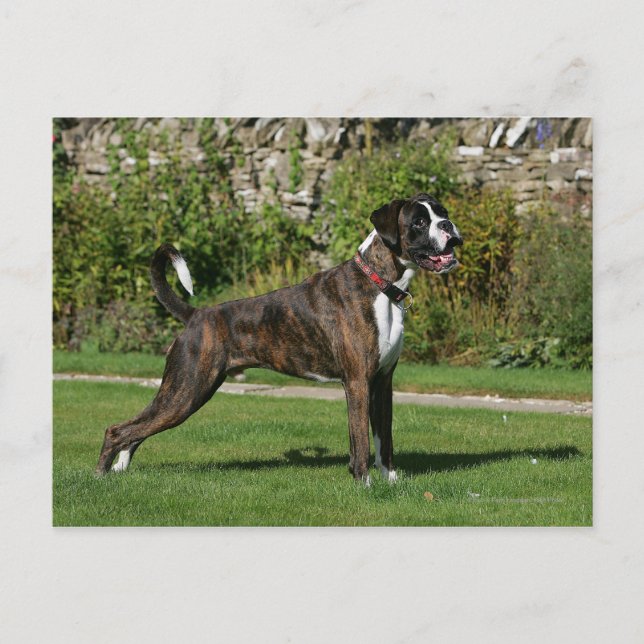 Brindle Boxer Dog Show Stance Postcard (Front)