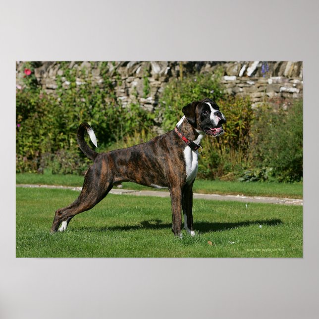 Brindle Boxer Dog Show Stance Poster (Front)