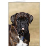 Brindle Boxer Dog Standing (Front)
