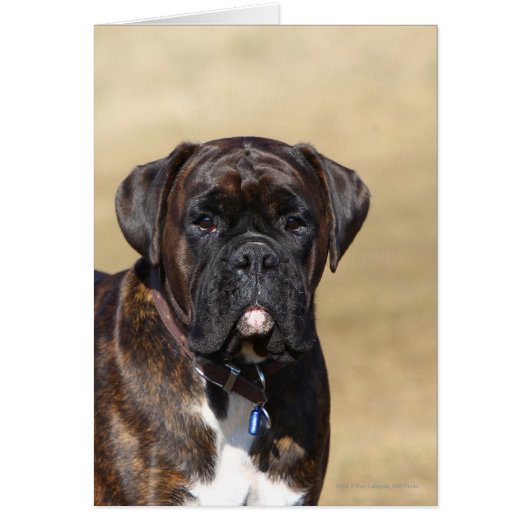 Brindle Boxer Dog Standing Cards (Front)