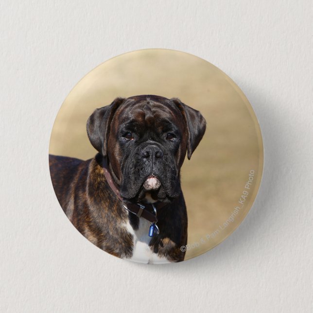 Brindle Boxer Dog Standing Pinback Button (Front)
