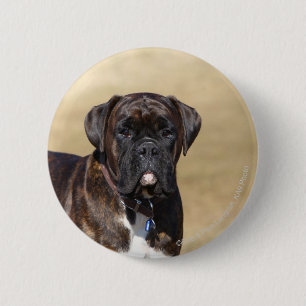 Brindle Boxer Dog Standing Pinback Button