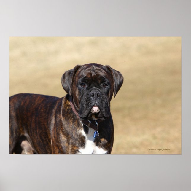 Brindle Boxer Dog Standing Poster (Front)