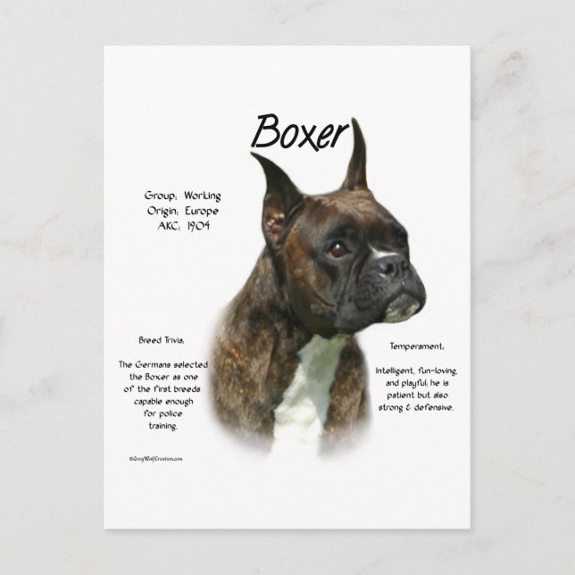 Brindle Boxer History  Postcard (Front)