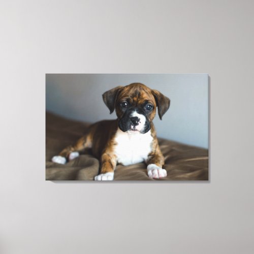 Brindle Boxer Puppy Canvas Print