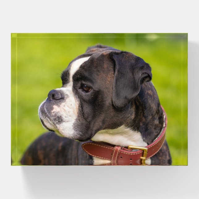 Brindle Boxer Puppy Dog Paperweight (Front)