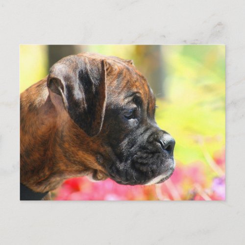 Brindle Boxer puppy postcard