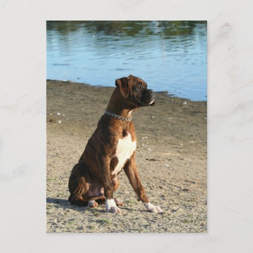 Brindle Boxer Puppy postcard