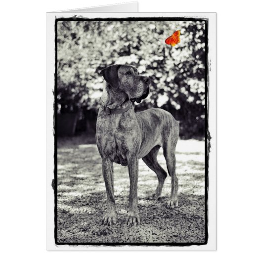 Brindle Dane Helia Cards (Front)