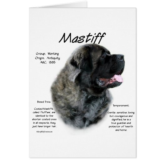 Brindle Fluffy Mastiff History Cards (Front)