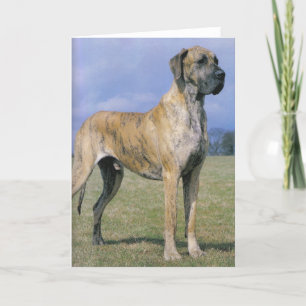 Brindle Great Dane greeting card