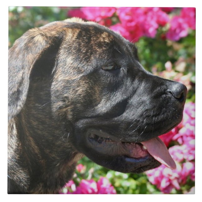 Brindle Mastiff Dog Tile (Front)