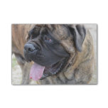 Brindle Mastiff Post-it Notes