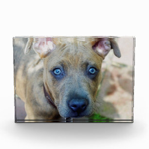 Brindle Pit Bull Puppy by Shirley Taylor Award