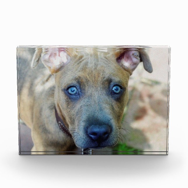 Brindle Pit Bull Puppy by Shirley Taylor Award (Front)