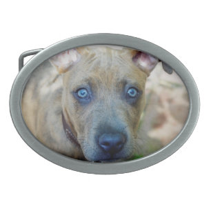 Brindle Pit Bull Puppy by Shirley Taylor Belt Buckle